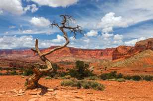 Capitol Reef-0948